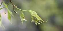 Almez - Flores (Celtis australis)