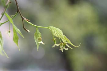 Almez - Flores (Celtis australis)