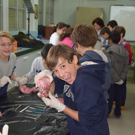 2016_11_DISECCIÓN DEL CRÁNEO Y OJO DE UN CORDERO_SEXTO 7