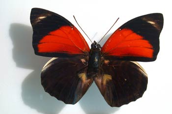 Agrias claudina (Sudamérica)