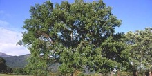 Quejigo - Porte (Quercus faginea)