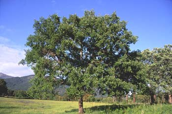 Quejigo - Porte (Quercus faginea)