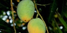 Mangos, Australia