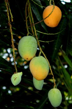 Mangos, Australia