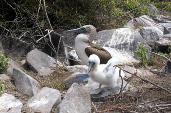 Nido de piquero patas azules, Ecuador