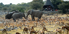 Observatorio de animales en Etosha, Namibia