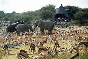Observatorio de animales en Etosha, Namibia