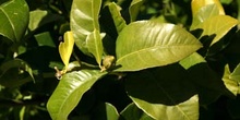 Limonero - Hoja (Citrus limon)