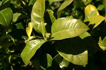 Limonero - Hoja (Citrus limon)