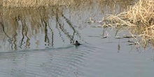 Polla de agua (Gallina chloropus)