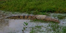 Cocodrilo, Parque Nacional de Kakadu, Australia