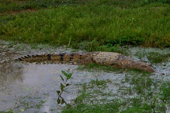 Cocodrilo, Parque Nacional de Kakadu, Australia