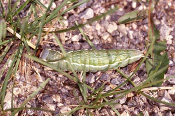 Harpía - Oruga (Cerura vinula)