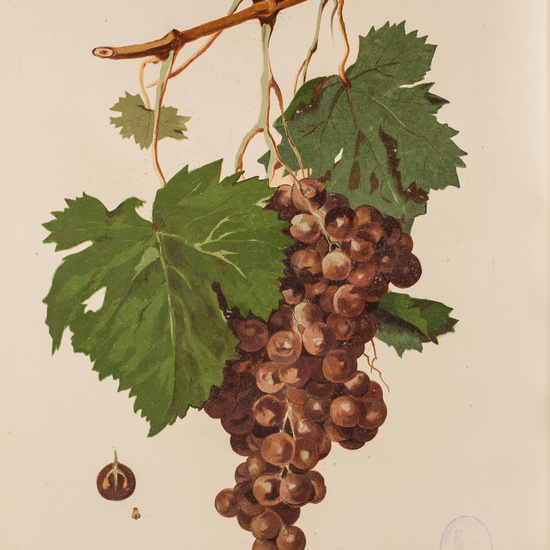 IES_CARDENALCISNEROS_BOTÁNICA_II_LÁMINAS_091