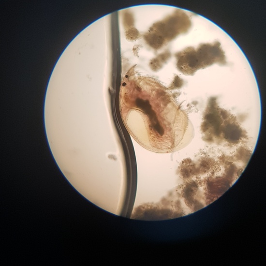 Imágenes de pulga de agua (Daphnia pulex) 1