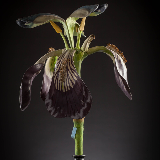 IES_CARDENALCISNEROS_BOTÁNICA_III_MODELOS_034