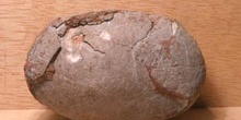 Huevo de Segnosaurus sp. (Reptil) Cretácico
