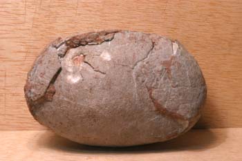 Huevo de Segnosaurus sp. (Reptil) Cretácico