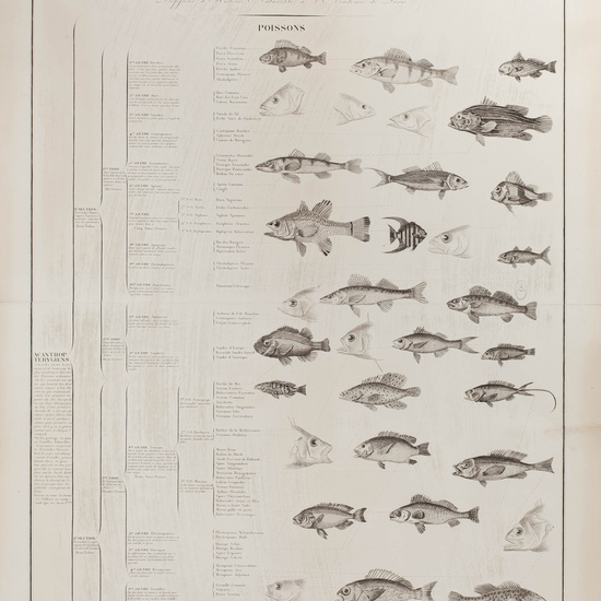 IES_CARDENALCISNEROS_ZOOLOGIA_I_LAMINAS_022