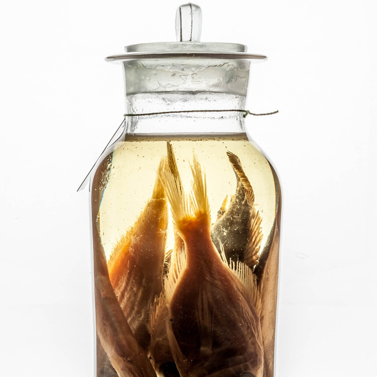 IES_CARDENALCISNEROS_CIENCIASNATURALES_397