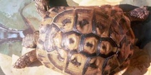 Tortuga mediterránea (Testudo hermanni)
