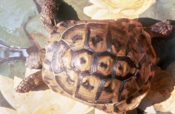 Tortuga mediterránea (Testudo hermanni)