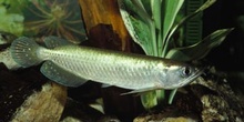 Arowana asiatica (Sclerophages sp.)