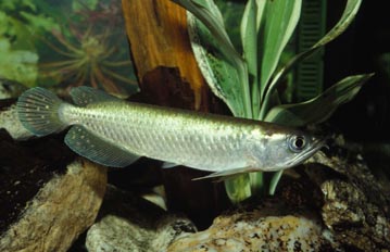 Arowana asiatica (Sclerophages sp.)