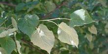 Tilo plateado (Tilia tomentosa)