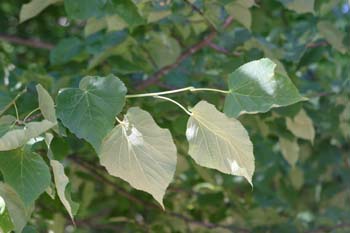 Tilo plateado (Tilia tomentosa)