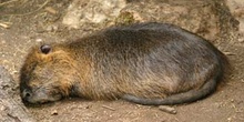 Coipú (Myocastor coypus)