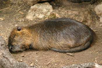 Coipú (Myocastor coypus)