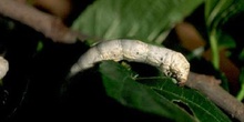 Mariposa de la seda - Oruga (Bombyx mori)