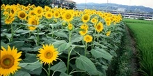 Plantación de girasoles