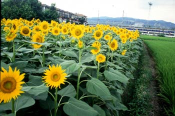 Plantación de girasoles