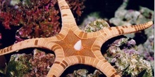 Estrella (Iconaster longimanus)