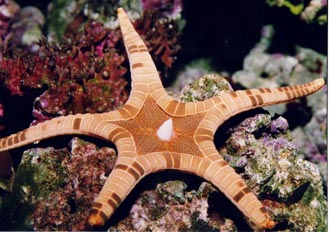 Estrella (Iconaster longimanus)