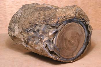 Xilópalo-Madera Fósil (Angiosperma) Cretácico