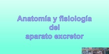 Tema 8 Anatomía y fisiología del aparato excretor