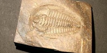 Phalotaspis (Trilobites) Cámbrico