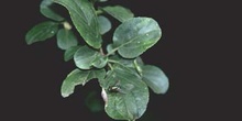 Espino cerval (Rhamnus cathartica)