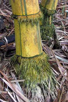 Tronco de bambú y raíces, Ecuador