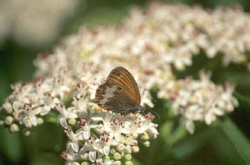 Lobito (Pyronia sp.)