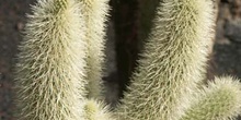 Opuntia biguelovii