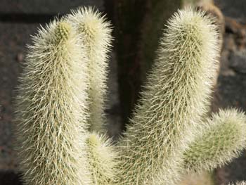 Opuntia biguelovii