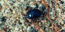 Geotrupes stercorarius