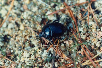 Geotrupes stercorarius