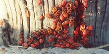Chinche roja (Pyrrhocoris apterus)