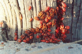 Chinche roja (Pyrrhocoris apterus)
