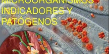 MICROORGANISMOS INDICADORES E ÍNDICES